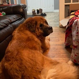 Meet your Posher, Janice